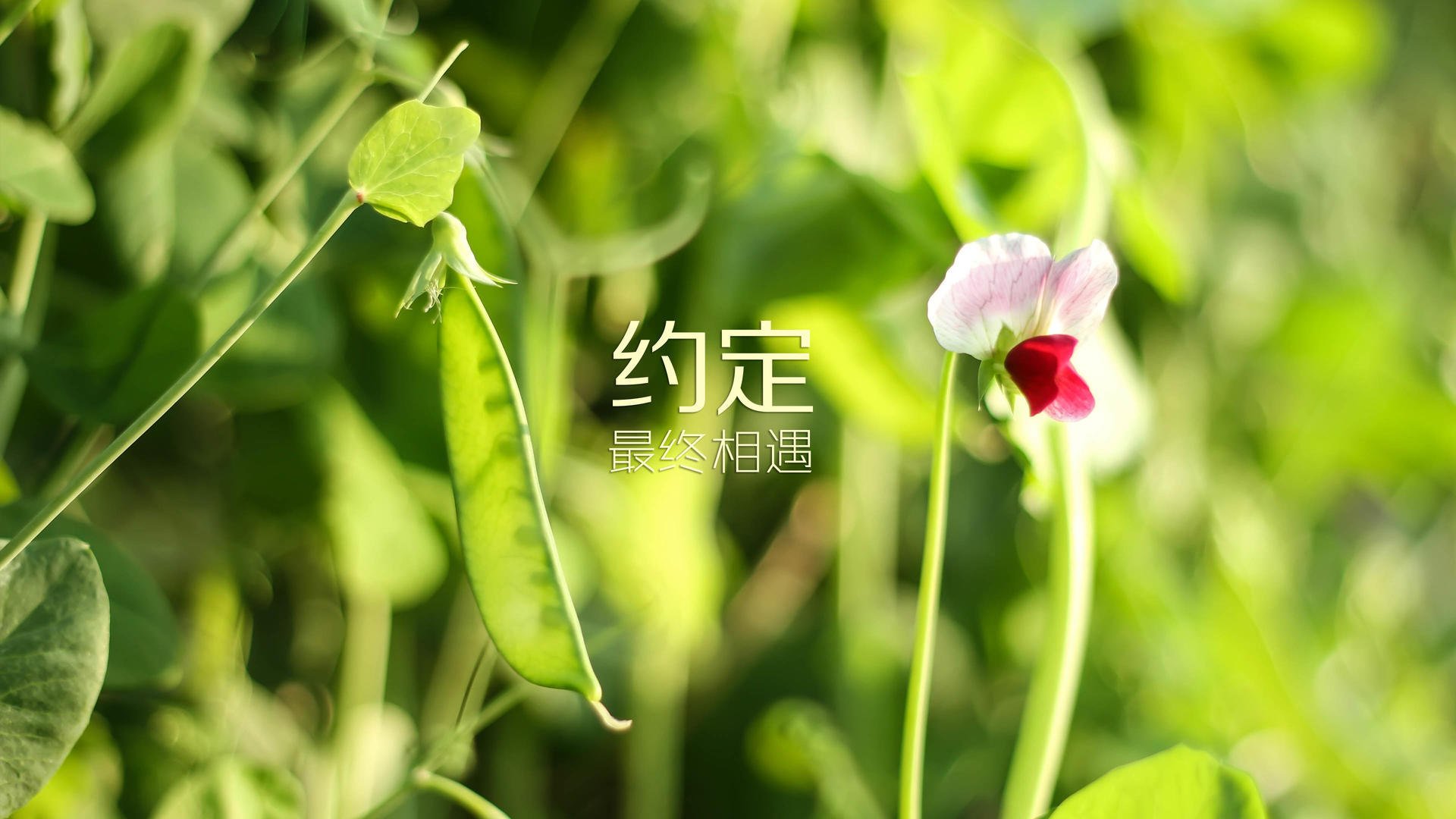 太阳队客场失利，湖人队主场全力击败对手，湖人队太阳谁赢