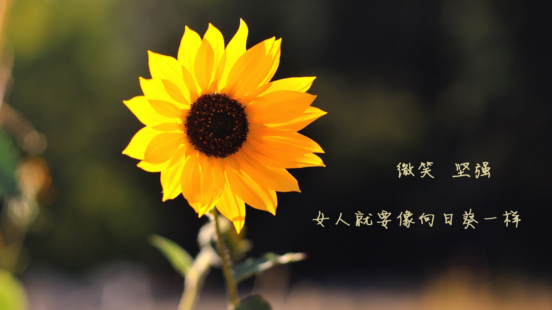 法甲：升班马表现抢眼，升班马是哪个球队