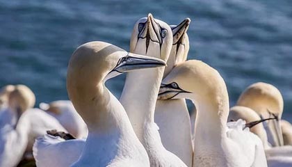 AIYOUXI.COM-塞维利亚客场战平，晋级前景被质疑备受质疑，塞维利亚是什么联赛