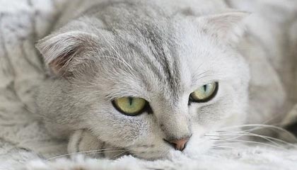 AYX SPORTS-全国青少年铁人三项比赛奥运新宠，铁人三项青少年组