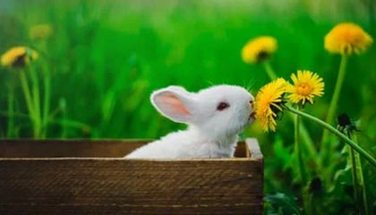 AIYOUXI.COM-国际滑雪障碍赛中国选手跻身八强，滑雪障碍追逐国家队