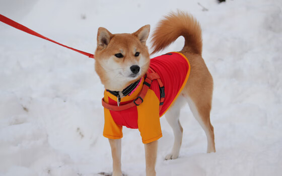 亚洲杯中国青年队战败 球员经验不足暴露，青年队 亚冠