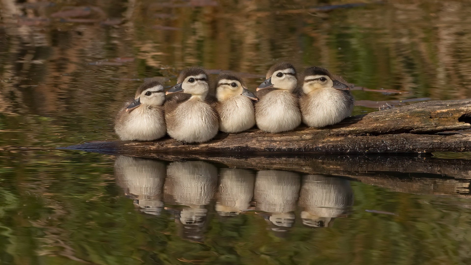 爱游戏在线登录入口-埃及乒乓队未来发展：从国家赛事到国际平台的跨越，埃及 乒乓球